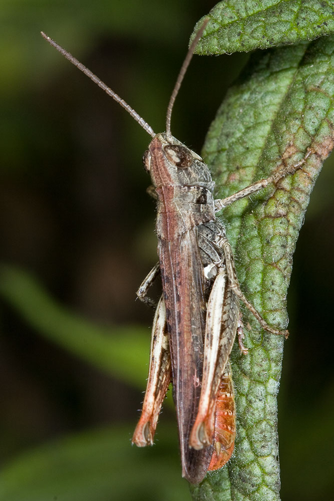 Chorthippus (Glyptobothrus) cfr. rubratibialis